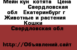 Мейн-кун  котята › Цена ­ 10 000 - Свердловская обл., Екатеринбург г. Животные и растения » Кошки   . Свердловская обл.